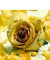 ruze_hr
