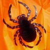 1087932_z�v�sn� pavouk dekorace Halloween