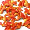 43001_listky_ruzi_orange