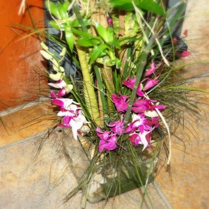 Kv�tinov� aran�e