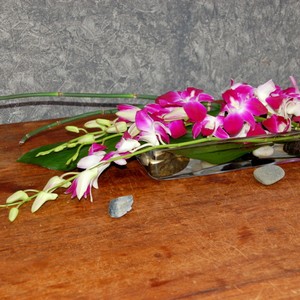 Kv�tinov� aran�e