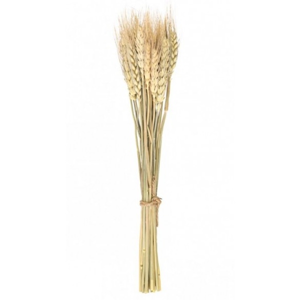 Buket z 24 pšeničných klasů 35 cm