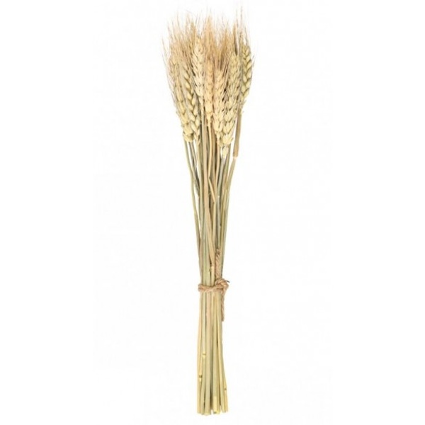 Buket z 24 pšeničných klasů 35 cm