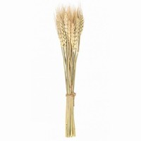 BUKET z 24 pšeničných klasů 35cm