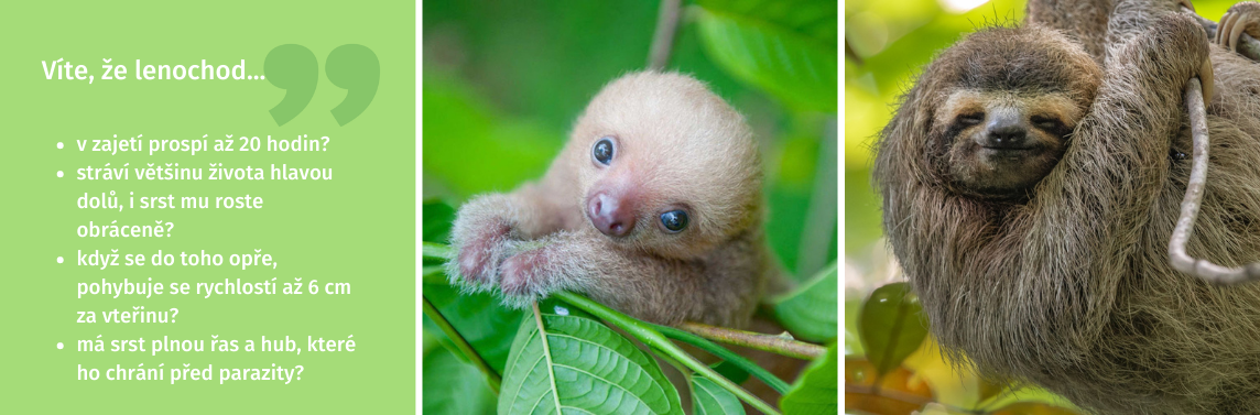 Lenochod víte, že