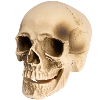 Dekorace lebka s pohyblivou čelistí