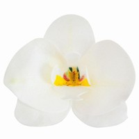 Dekorace na dort z jedlého papíru Orchidej bílá 8,5 x 7,5 cm 10 ks