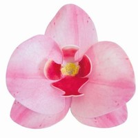 Dekorace na dort z jedlého papíru Orchidej růžová 8,5 x 7,5 cm 10 ks
