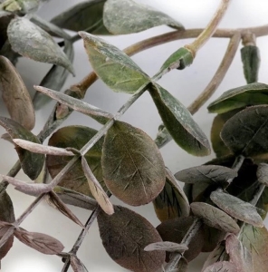 Eucalyptus uml edozelen svazek 6 ks