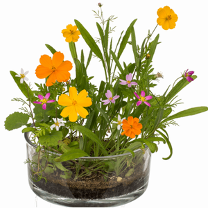 Květiny v plechovce