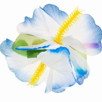 Sponka havajský Květ, modrý 1 ks