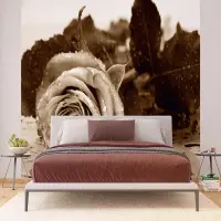 Vliesová fototapeta na zed' Černobílá růže | 375 x 270 cm | FTNS 2458