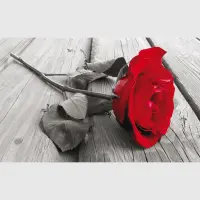 Vliesová fototapeta na zed' Červená růže | 202 x 90 cm | FTNH 2717