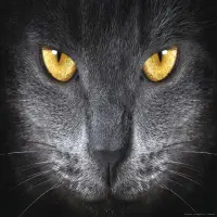 Vliesová fototapeta na zed' Kočičí očí | 155 x 110 cm | FTNM 2640