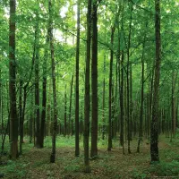 Vliesová fototapeta na zed' V?listnatém lese | 155 x 110 cm | FTNM 2656