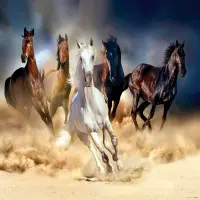 Vliesová fototapeta na zed' Cválající koně | 155 x 110 cm | FTNM 2665