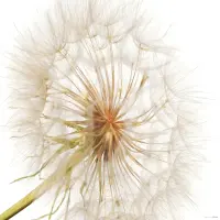 Vliesová fototapeta na zed' Rozkvetlá pampeliška | 155 x 110 cm | FTNM 2678