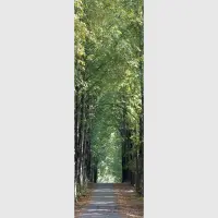 Vliesová fototapeta na zed' Stromová alej | 202 x 90 cm | FTNV 2807