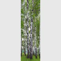 Vliesová fototapeta na zed' Břízy | 202 x 90 cm | FTNV 2896