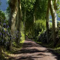 Vliesová fototapeta na zed' Lesní cesta | 360 x 254 cm | FTS 1303